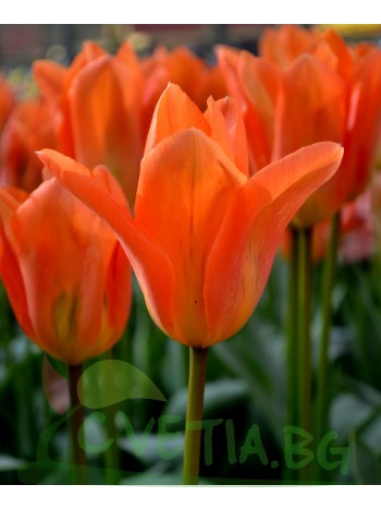  Лале (Tulipa 'Orange Emperor') T153
